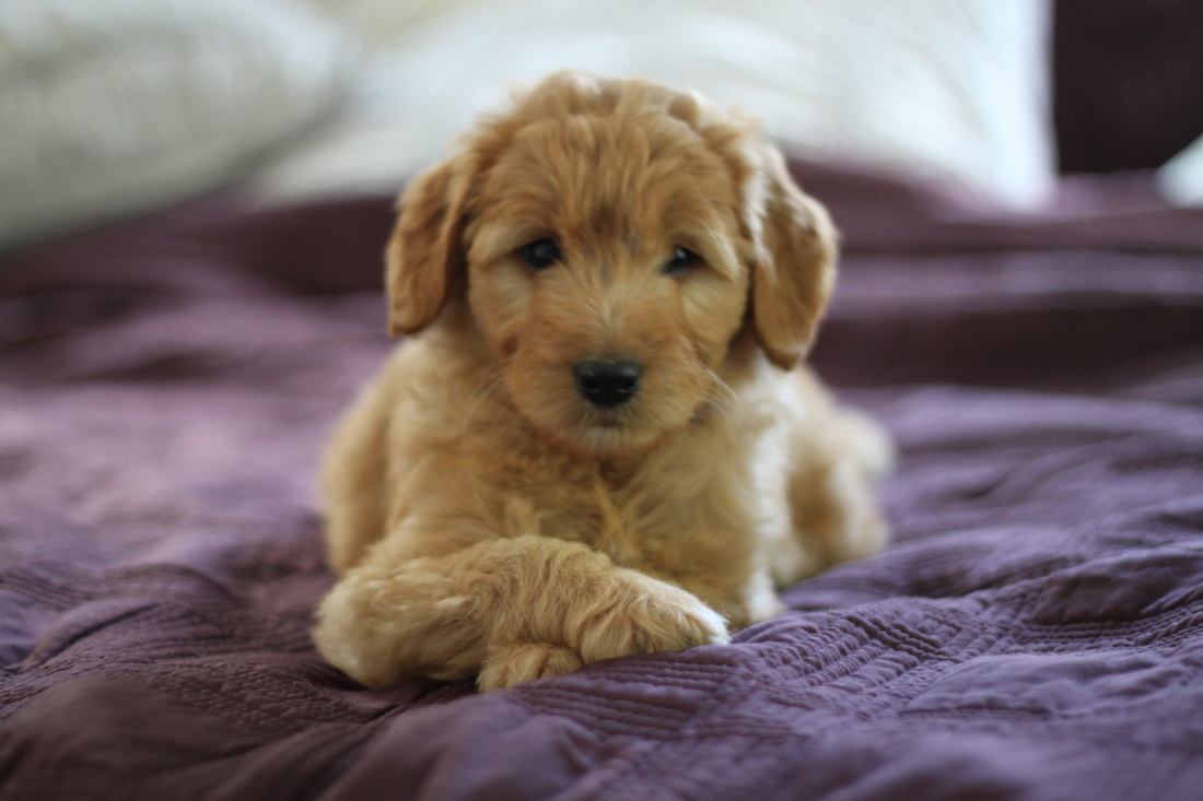 Goldendoodle Puppies For Sale Goldendoodle Breeder Ny Available Goldendoodles Sheepadoodles Too Goldendoodle Breeder Ny Goldendoodle Puppies Ny Mini Sheepadoodle Puppies Doodles By River Valley Doodle Puppies