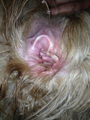 How to prevent, identify, and treat dog ear infections - Goldendoodle