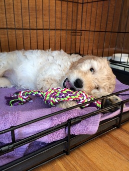 puppy crate training goldendoodles