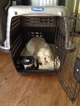 goldendoodle puppy in dog crate