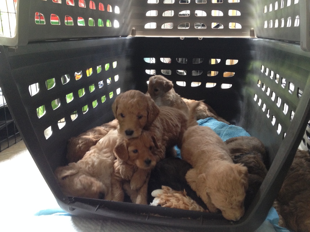 Puppies like crates