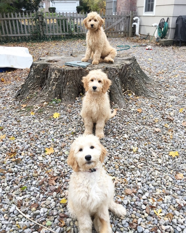 Goldendoodle Puppies in Training