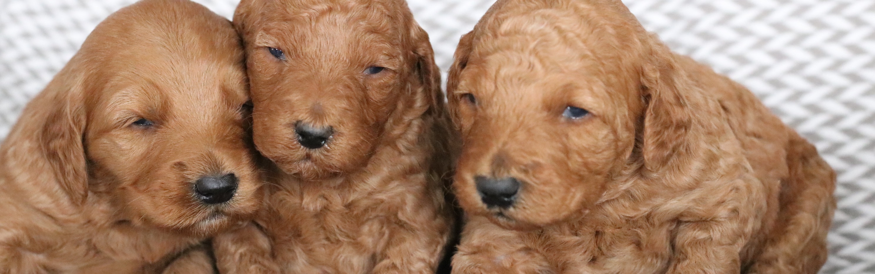 f1b mini goldendoodle puppies for sale