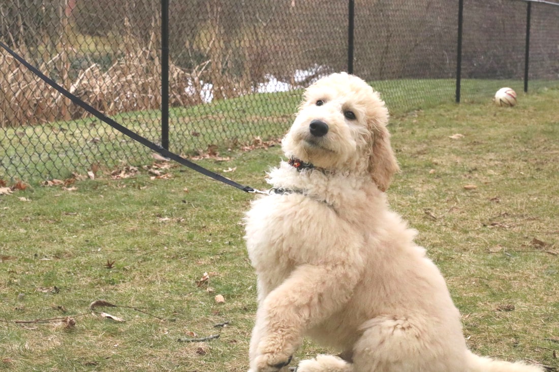 goldendoodle standard f1b fluffy puppy boy doodle teddy bear sized started mini doodles puppies ny river ruxpin rivervalleydoodles